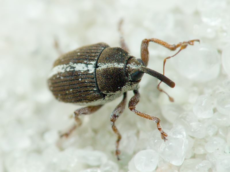 Oprohinus suturalis (Fabricius, 1775)